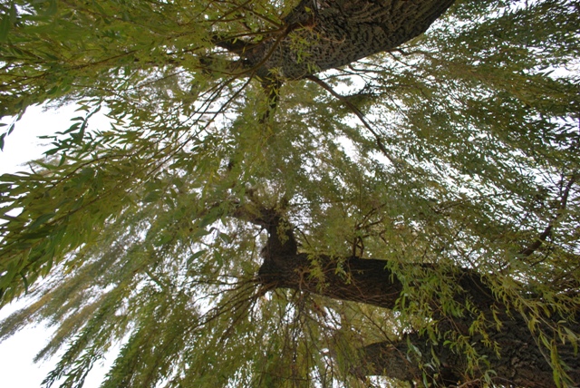 vysadba_velke_Ozorovce (25)