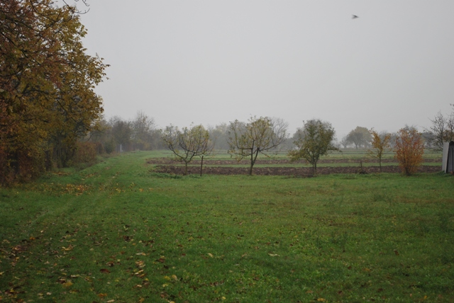 vysadba_velke_Ozorovce (34)