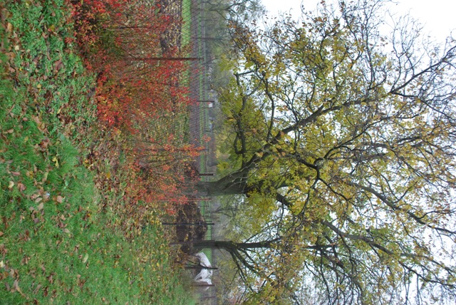 vysadba_velke_Ozorovce (36)