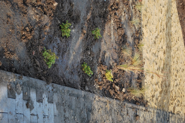 vysadba_velke_Ozorovce (62)