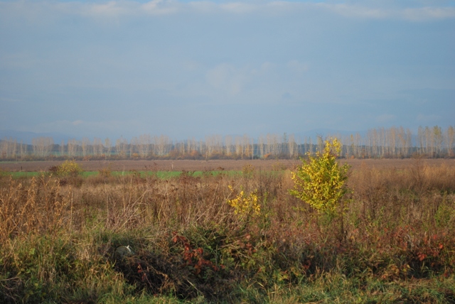 vysadba_velke_Ozorovce (67)