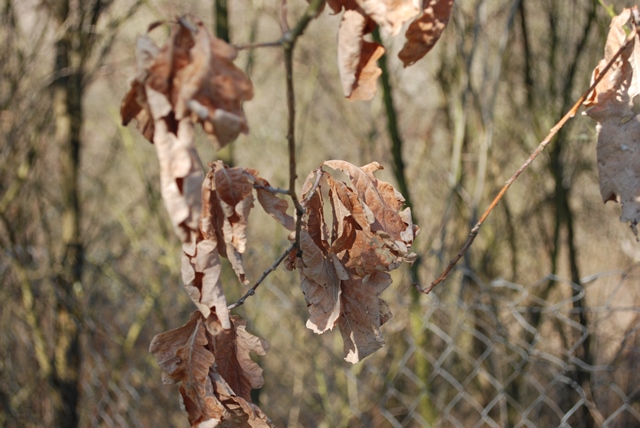 DSC_6253