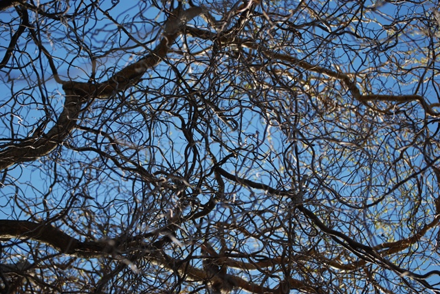 DSC_6254
