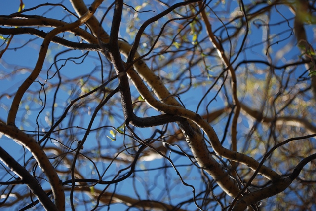 DSC_6256