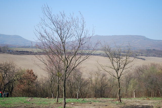DSC_6295