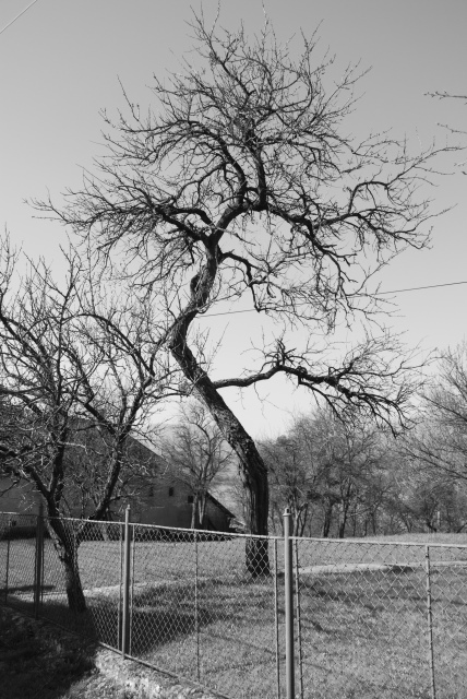 DSC_6340