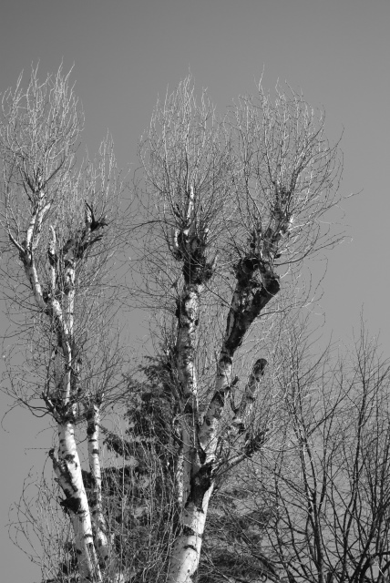 DSC_6344