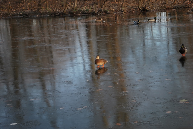 vychádzka  (13)