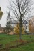 vysadba_velke_Ozorovce (13)