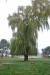 vysadba_velke_Ozorovce (23)