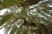 vysadba_velke_Ozorovce (25)