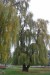 vysadba_velke_Ozorovce (27)