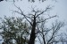 vysadba_velke_Ozorovce (50)
