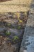 vysadba_velke_Ozorovce (62)