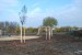 vysadba_velke_Ozorovce (64)
