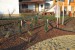vysadba_velke_Ozorovce (70)